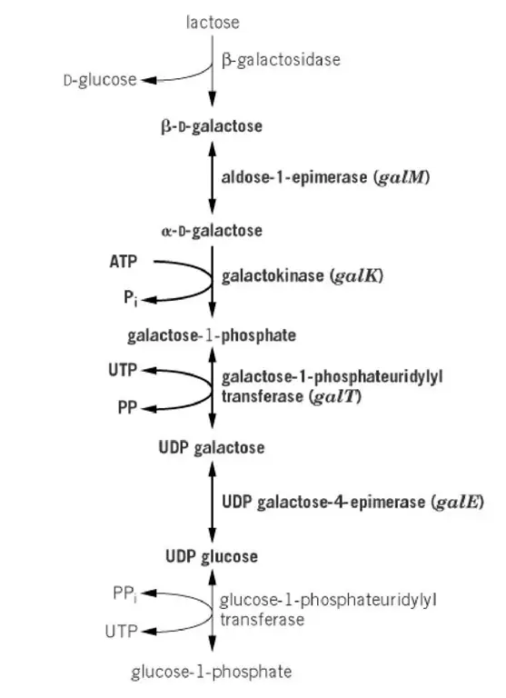 D-galactose metabolism via the Leloir route. D-galactose is produced intracellularly by hydrolysis of the disaccharide lactose, as demonstrated. The sections of the pathway catalysed by gal operon enzymes are highlighted. They are encoded by the genes given in italics within the parentheses.
