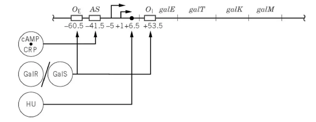 The gal operon’s structure. The regulators are depicted as circles, and their corresponding DNA control elements are depicted as open bars. The text explains their mode of action. The adenine tracks found upstream of the promoter are not displayed.
