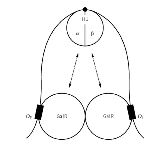 The GalR regulator and the HU corepressor connect to the gal promoter’s DNA, causing it to loop. The text goes into detail on the two proteins’ binding.
