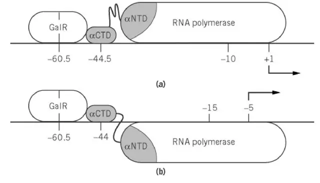 A interaction between DNA-bound GalR and the aCTD of RNA polymerase represses the P1 promoter and activates the P2 promoter. The RNA polymerase a subunit’s two domains, aNTD and aCTD, are shaded. A flexible hinge connects the aCTD to the remainder of the RNA polymerase. Note the differences in the topography of the two cases.
