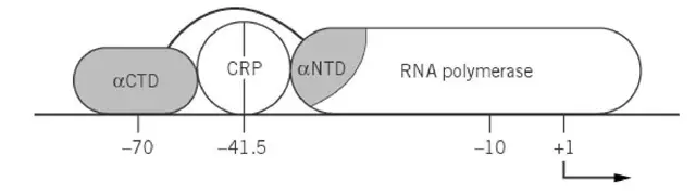 P1 is activated by cAMP’CRP via two distinct interactions with RNA polymerase. The RNA polymerase a subunit’s two domains, aNTD and aCTD, are shaded. Details are discussed in the text.
