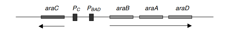 L-arabinose operon
