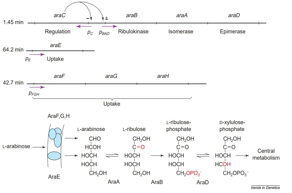 L-arabinose operon
