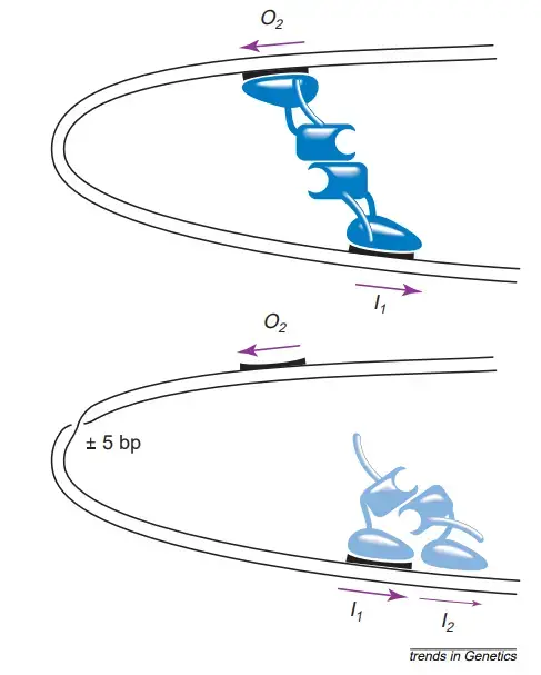 The helical-twist experiment that demonstrated DNA looping – Introduction of half integral turns between the O2 and I 1 half-sites interfered with repression of pBAD in the absence of arabinose giving rise to a five- to tenfold elevation of the basal level of transcription. Introduction of integral numbers of turns did not interfere with this repression.
