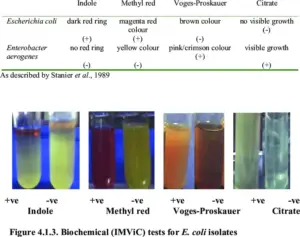 IMViC test procedure, Purpose, Result, and Organism List. - Biology ...