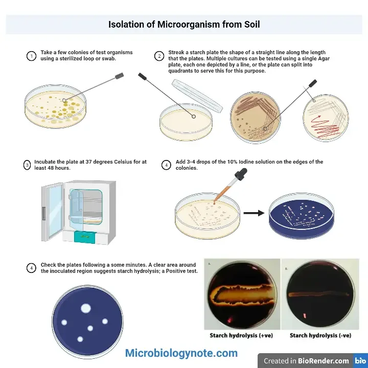 Starch hydrolysis test procedure
