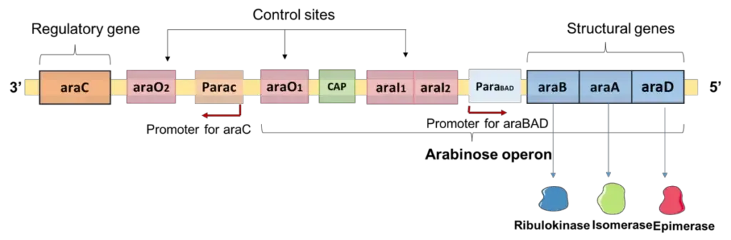 Arabinose Operon - Definition, Structure, Mechanism 1 Structure of L-arabinose operon