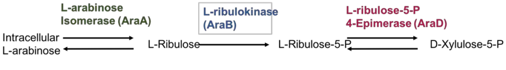 Arabinose Operon - Definition, Structure, Mechanism 2 Structure of L-arabinose operon