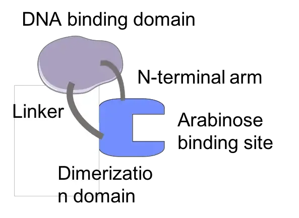 Arabinose Operon - Definition, Structure, Mechanism 3 Regulation of Arabinose Operon