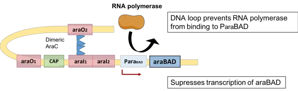 Arabinose Operon - Definition, Structure, Mechanism 4 Negative Regulation of Arabinose Operon