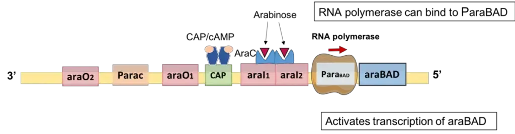 Arabinose Operon - Definition, Structure, Mechanism 5 Positive Regulation of Arabinose Operon