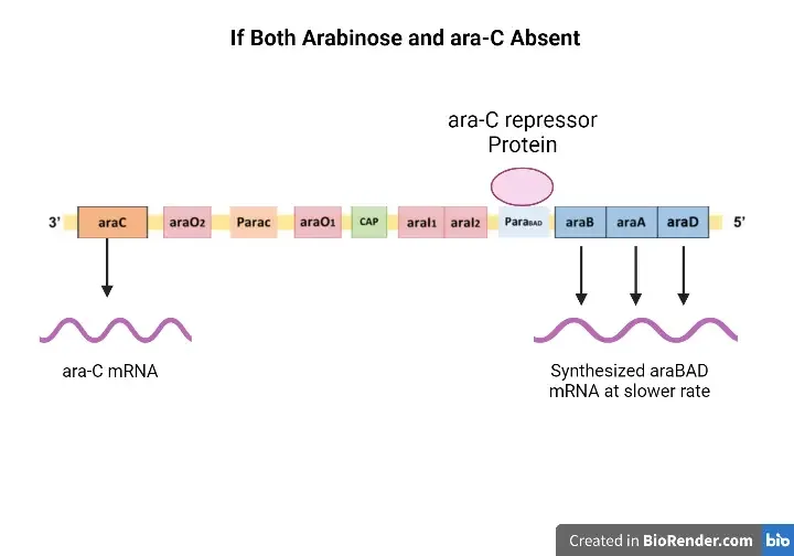 Arabinose Operon - Definition, Structure, Mechanism 7 Arabinose Operon