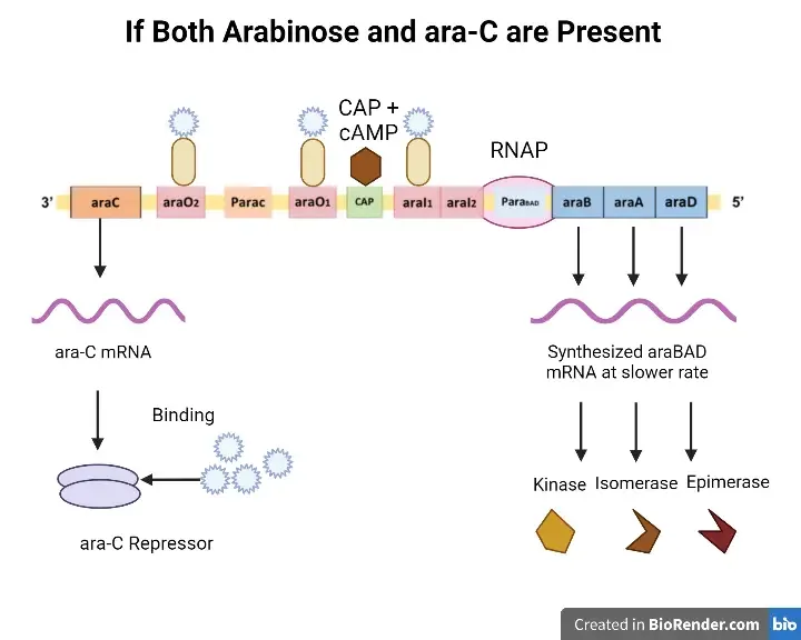 Arabinose Operon - Definition, Structure, Mechanism 8 Arabinose Operon