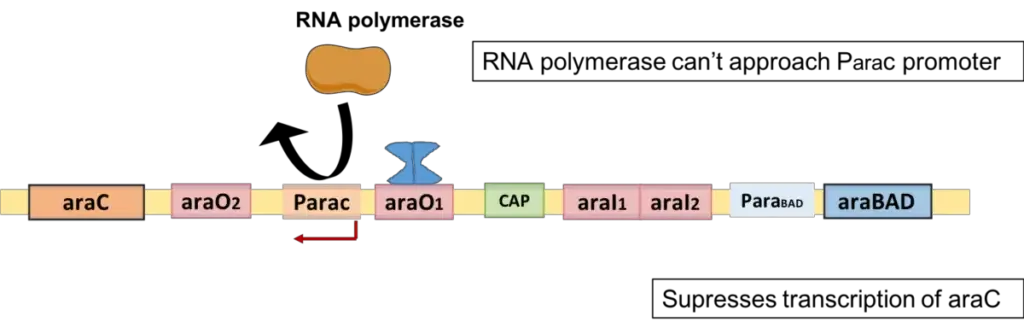 Arabinose Operon - Definition, Structure, Mechanism 6 AutoRegulation of Arabinose Opero
