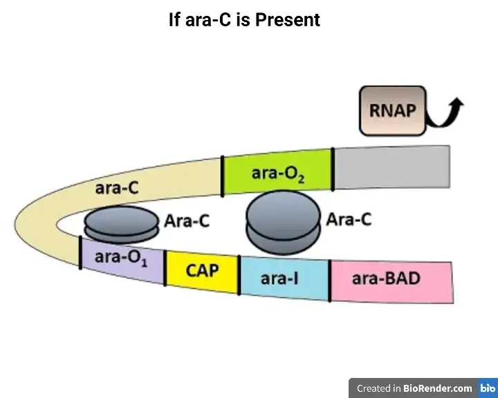Arabinose Operon - Definition, Structure, Mechanism 9 Arabinose Operon