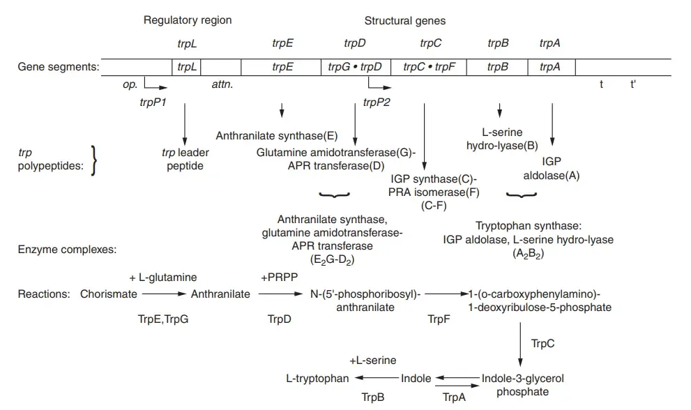 The trp operon of Escherichia coli, its defined polypeptides, the enzyme complexes they create, the processes involved in tryptophan biosynthesis, and the polypeptide or polypeptide domain catalysing each reaction. The operon is composed of a transcription regulatory region, five structural genes, and tandem transcription termination sites (t and t′). Multiple operators (op.) that the tryptophan-activated trp repressor can bind to and block transcription initiation overlap the primary promoter (trpP1). Following the promoter is a transcribed regulatory leader region that encodes a 14-residue peptide with two tryptophan residues (trpL). Transcription can either cease at a controlled location of transcription termination, the attenuator (attn), found in this leader region, or continue into the operon’s structural genes. Two structural genes, trpD and trpC, consist of genetic fragments that have been joined. Each segment of DNA specifies a polypeptide domain capable of catalysing one of the tryptophan biosynthesis processes. A promoter (trpP2) is located towards the distal end of trpD. The polypeptide domains TrpA through TrpG (A through G) are responsible for catalysing the listed reactions. Two pairs of the five trp polypeptides, TrpE + TrpGD and TrpA + TrpB, produce enzyme complexes.
