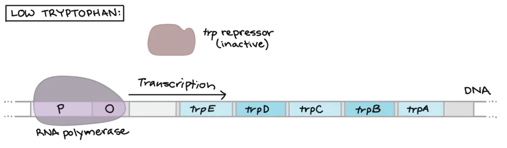Tryptophan (Trp) Operon | Image Source: khanacademy.org
