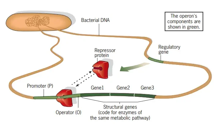 Organization of a bacterial operon – A metabolic pathway’s enzymes are encoded by a sequence of structural genes found in a continuous array on the bacterial chromosome. An operon’s structural genes are all transcribed into a continuous mRNA, which is then translated into distinct polypeptides. The structural genes’ transcription is regulated by a repressor protein produced by a regulatory gene. When attached to the operator site of the DNA, the repressor protein prevents RNA polymerase from moving from the promoter to the structural genes.
