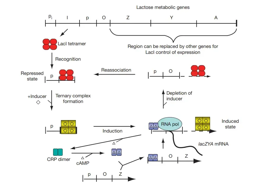 Schematic of the lac operon
