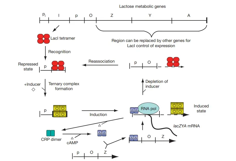 Lac Operon (lactose operon) - Definition, Structure, Mechanisms 2 Schematic of the lac operon