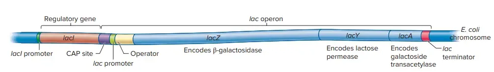 Lac Operon (lactose operon) - Definition, Structure, Mechanisms 3 lac operon