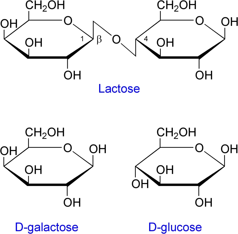 Structure of lactose and the products of its cleavage