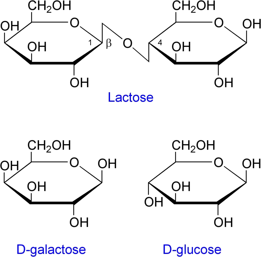 Lac Operon (lactose operon) - Definition, Structure, Mechanisms 4 Structure of lactose and the products of its cleavage