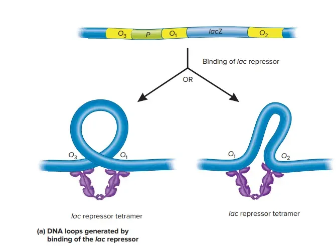 The lac Operator Sites | The lac Operator Sites. The lac operon has three operator sites: O1, O2, and O3 (a). As shown in (a) and (b), the lac repressor (violet) binds O1 and one of the other operator sites, forming a DNA loop. The DNA loop contains the −35 and −10 binding sites (green) recognized by RNA polymerase holoenzyme. Thus these sites are inaccessible and transcription is blocked. The DNA loop also contains the CAP binding site, and CAP (blue) is shown bound to the DNA (b). When the lac repressor is bound to the operator, CAP is unable to activate transcription.
(b) ©Mitchell Lewis/SPL/Science Source
