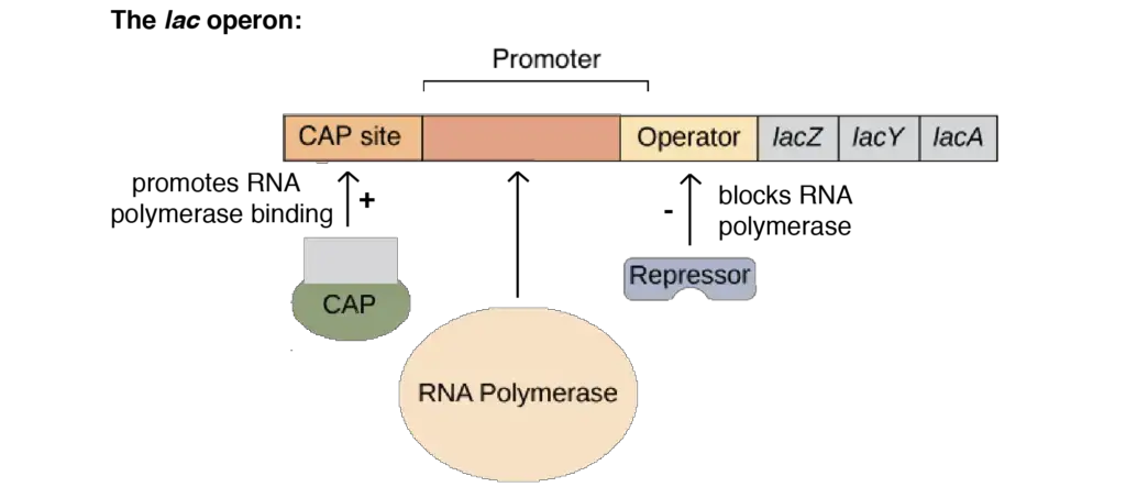 Structure of the lac operon | Image modified from “Prokaryotic gene regulation: Figure 3(Opens in a new window),” by OpenStax College, Biology (CC BY 4.0).
