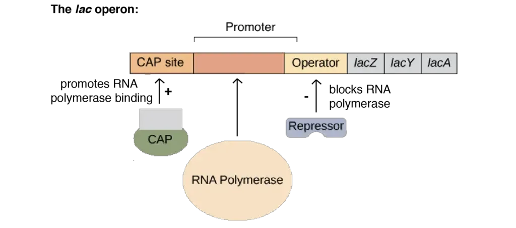 Lac Operon (lactose operon) - Definition, Structure, Mechanisms 6 Structure of the lac operon | Image modified from “Prokaryotic gene regulation: Figure 3(Opens in a new window),” by OpenStax College, Biology (CC BY 4.0).