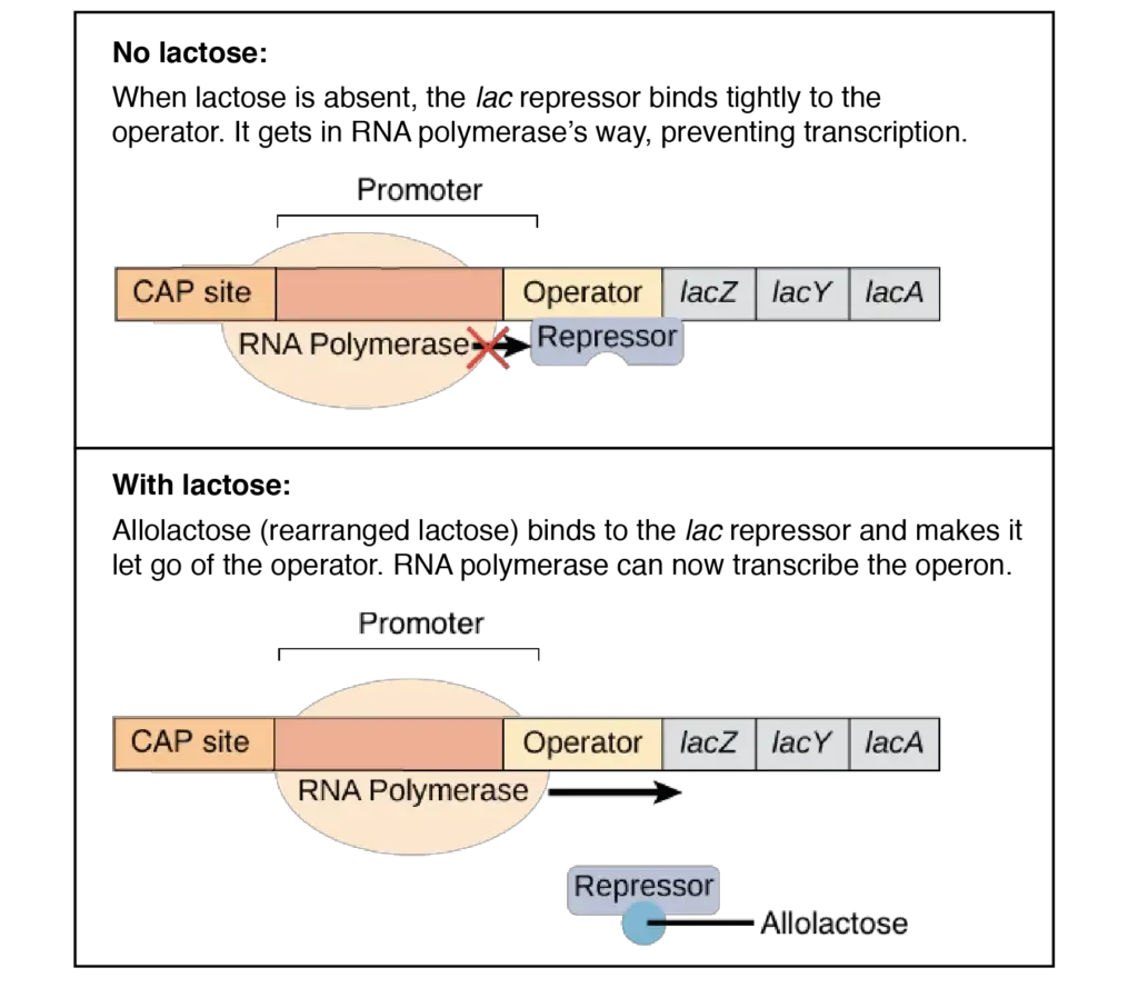 The lac repressor | Image modified from “Prokaryotic gene regulation: Figure 3,” by OpenStax College, Biology (CC BY 4.0).
