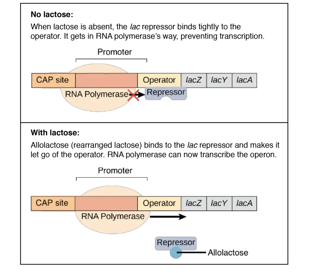 Lac Operon (lactose operon) - Definition, Structure, Mechanisms 7 The lac repressor | Image modified from “Prokaryotic gene regulation: Figure 3,” by OpenStax College, Biology (CC BY 4.0).