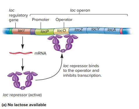 Regulation of the lac Operon by the lac Repressor.
