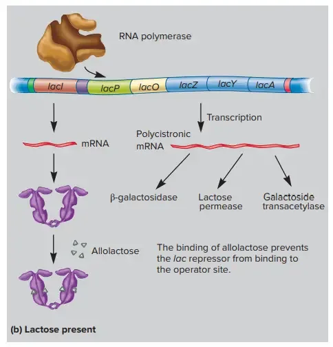 Lac Operon (lactose operon) - Definition, Structure, Mechanisms 9 Regulation of the lac Operon by the lac Repressor.