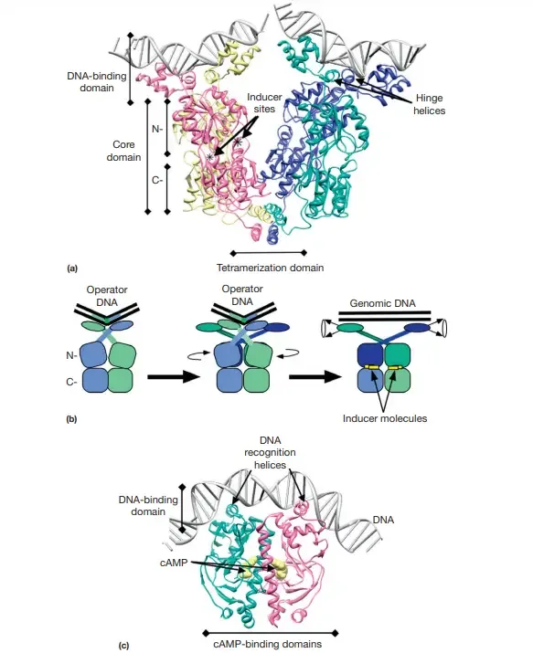 Lac Operon (lactose operon) - Definition, Structure, Mechanisms 10 Structures of LacI and CRP – The UCSF Chimera software from the Resource for Biocomputing, Visualization, and Informatics at the University of California, San Francisco was used to generate molecular graphics images (supported by NIH P41 RR-01081). (a) The tetrameric structure of lactose repressor is displayed as a series of ribbons, with each monomer being a distinct colour. This structure is contained in PDB file 1LBG. (This view does not display all of the protein’s atoms because some are not resolved in the original structure.) DNA is depicted at the top of the diagram. Note that the dimer represents the DNA-binding unit, while the monomer represents the inducer-binding unit. The DNA-binding domain, hinge helices, core domain (consisting of N- and C-subdomains), and tetramerization domain are marked. b) A cartoon demonstrates the conformational shift that occurs when an inducer binds to a LacI dimer. (c) The dimeric structure of CRP from PDB file 1RUN is depicted with the cAMP- and DNA-binding sites highlighted. Also displayed are the DNA recognition helices (one per monomer). There are two known structures for apo-CRP (not bound to DNA or cAMP). Both structures demonstrate that the DNA recognition helices shift dramatically in the absence of cAMP binding, preventing efficient DNA interaction. The final position of the helices, however, differs between the two architectures.