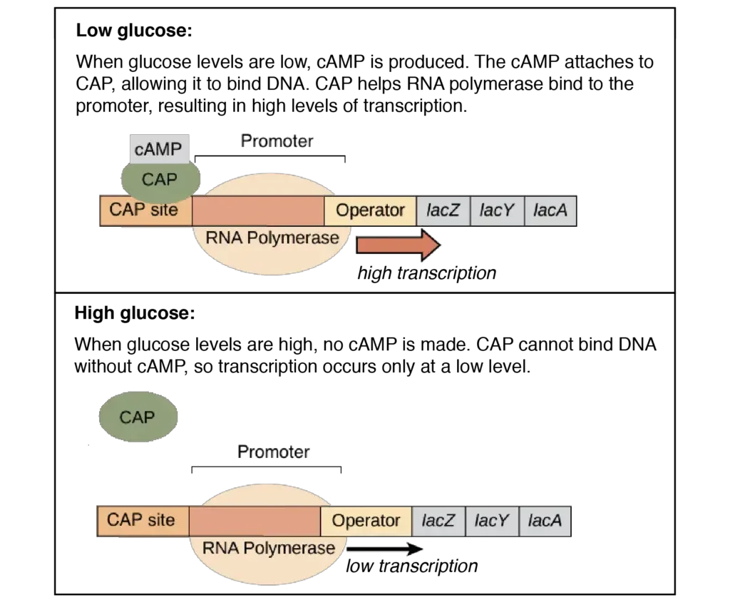 Catabolite activator protein (CAP) | Image modified from “Prokaryotic gene regulation: Figure 3,” by OpenStax College, Biology (CC BY 4.0).
