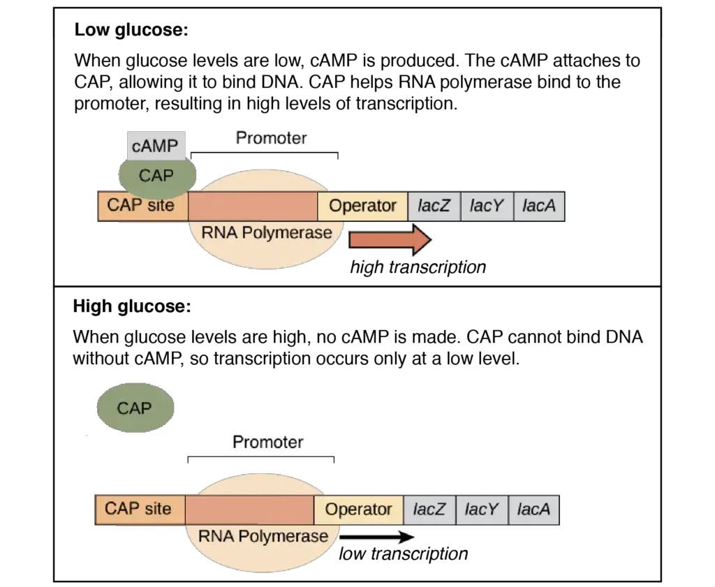 Lac Operon (lactose operon) - Definition, Structure, Mechanisms 11 Catabolite activator protein (CAP) | Image modified from “Prokaryotic gene regulation: Figure 3,” by OpenStax College, Biology (CC BY 4.0).