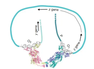 Lac Operon (lactose Operon) - Definition, Structure, Mechanisms ...