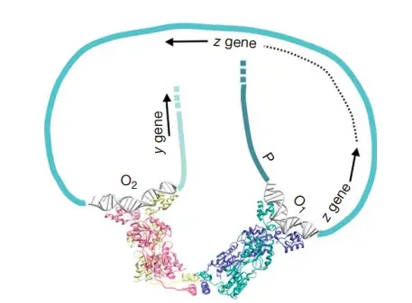 Multiple Sites/Multiple Targets – DNA Looping | DNA with a helical structure. The curvy line in teal blue represents the lac operon DNA (with shading to reflect observer proximity), which contains three potential LacI-binding sites (two of which, O1 and O2, are shown bound to LacI). The pseudo-operator sequence O2 resides within the lacZ gene, but the major operator sequence O1 overlaps the promoter sequence for the lacZYA metabolic genes (Figure 1). Bottom of the picture depicts tetrameric LacI interacting simultaneously with O1 and O2. This structure loops the DNA and forms a highly stable compound. Note that the dimers inside a LacI tetramer split and adopt a greater angle between them while looping between O1 and O2 compared to the structure depicted in Figure 3(a) in the absence of looping. Experimental evidence supports the requirement of flexibility between dimers for looping to occur.
