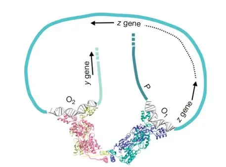 Lac Operon (lactose operon) - Definition, Structure, Mechanisms 12 Multiple Sites/Multiple Targets – DNA Looping | DNA with a helical structure. The curvy line in teal blue represents the lac operon DNA (with shading to reflect observer proximity), which contains three potential LacI-binding sites (two of which, O1 and O2, are shown bound to LacI). The pseudo-operator sequence O2 resides within the lacZ gene, but the major operator sequence O1 overlaps the promoter sequence for the lacZYA metabolic genes (Figure 1). Bottom of the picture depicts tetrameric LacI interacting simultaneously with O1 and O2. This structure loops the DNA and forms a highly stable compound. Note that the dimers inside a LacI tetramer split and adopt a greater angle between them while looping between O1 and O2 compared to the structure depicted in Figure 3(a) in the absence of looping. Experimental evidence supports the requirement of flexibility between dimers for looping to occur.