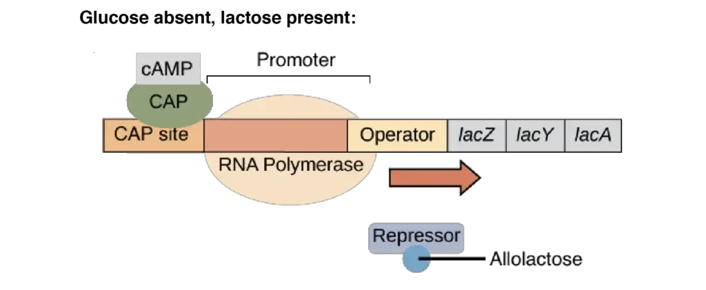 Lac Operon (lactose operon) - Definition, Structure, Mechanisms 13 lac operon steps | Image modified from “Prokaryotic gene regulation: Figure 3,” by OpenStax College, Biology (CC BY 4.0).