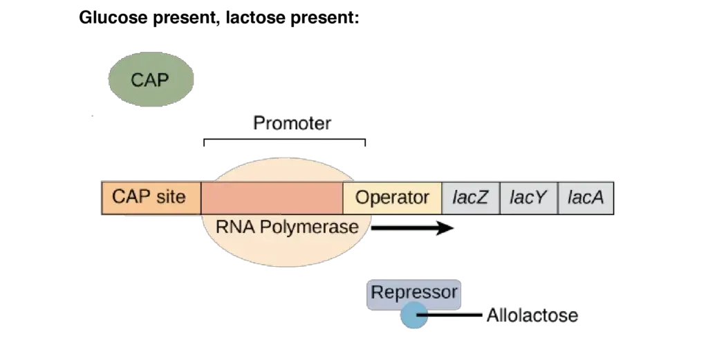 lac operon steps | Image modified from “Prokaryotic gene regulation: Figure 3,” by OpenStax College, Biology (CC BY 4.0).
