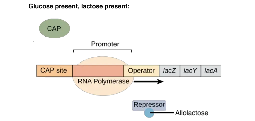 Lac Operon (lactose operon) - Definition, Structure, Mechanisms 14 lac operon steps | Image modified from “Prokaryotic gene regulation: Figure 3,” by OpenStax College, Biology (CC BY 4.0).