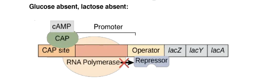lac operon steps | Image modified from “Prokaryotic gene regulation: Figure 3,” by OpenStax College, Biology (CC BY 4.0).
