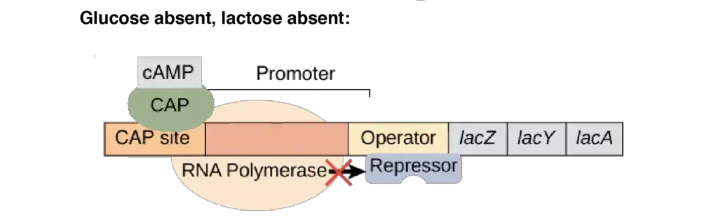 Lac Operon (lactose operon) - Definition, Structure, Mechanisms 15 lac operon steps | Image modified from “Prokaryotic gene regulation: Figure 3,” by OpenStax College, Biology (CC BY 4.0).
