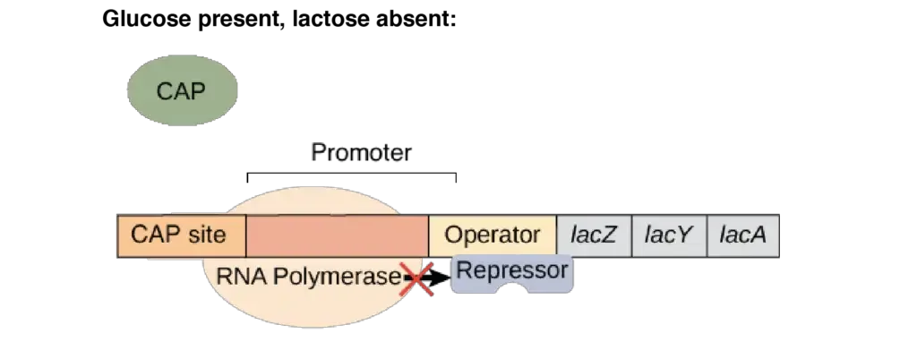 Lac Operon (lactose operon) - Definition, Structure, Mechanisms 16 lac operon steps | Image modified from “Prokaryotic gene regulation: Figure 3,” by OpenStax College, Biology (CC BY 4.0).