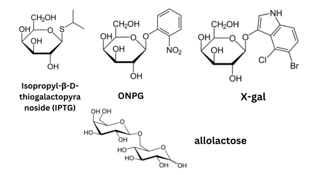 Lac Operon (lactose operon) - Definition, Structure, Mechanisms 17 Lactose analogs