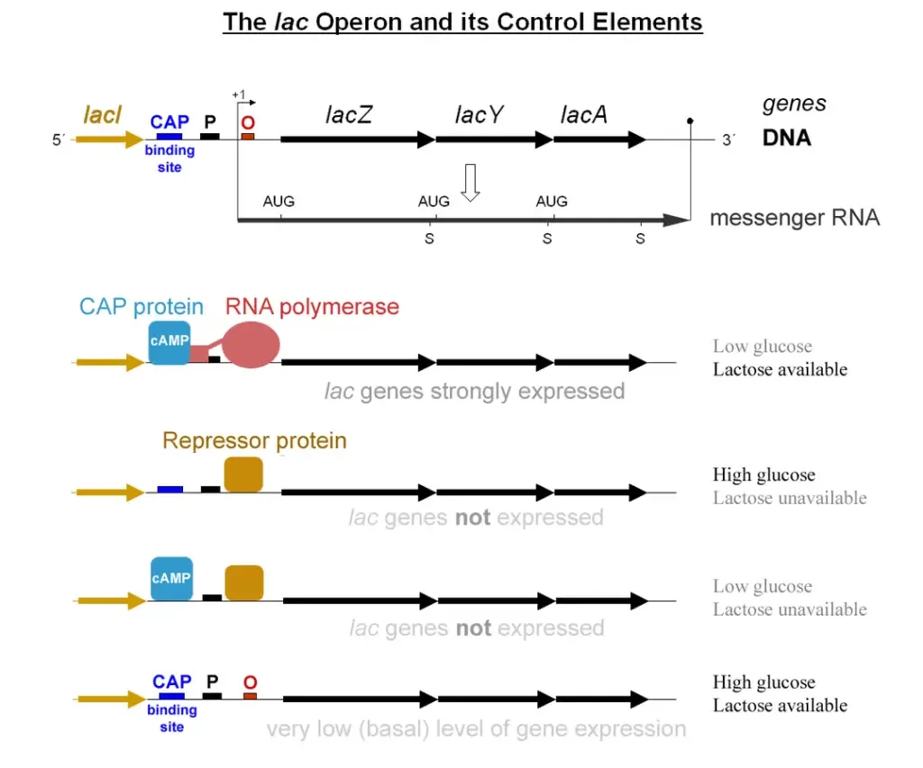 Lac Operon (lactose operon) - Definition, Structure, Mechanisms 18 lac operon