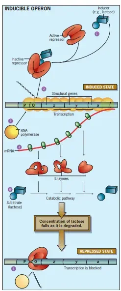 Lac Operon (lactose operon) - Definition, Structure, Mechanisms 19 lac operon steps