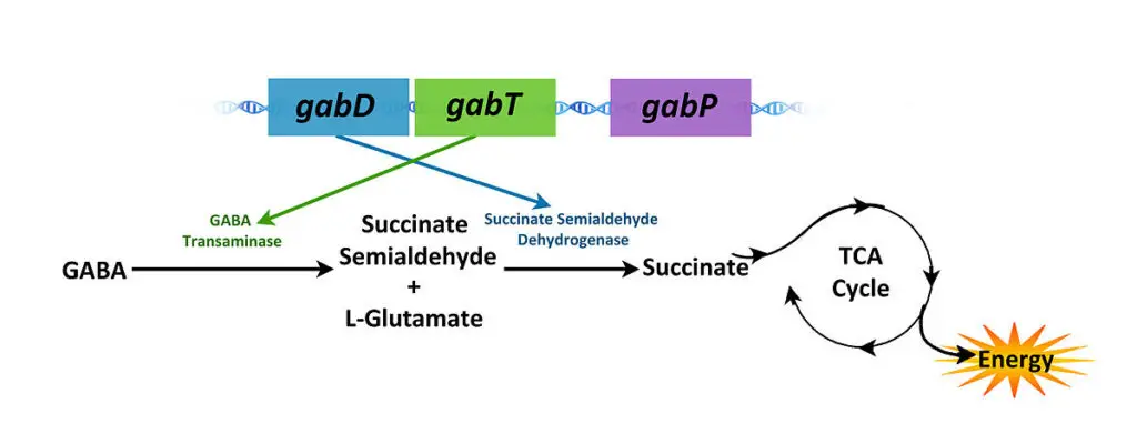 gab operon | Nandita94, CC BY-SA 3.0 https://creativecommons.org/licenses/by-sa/3.0, via Wikimedia Commons
